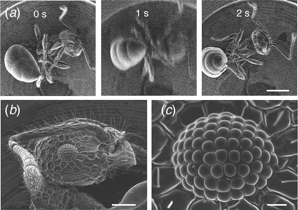 Insect nanosuits