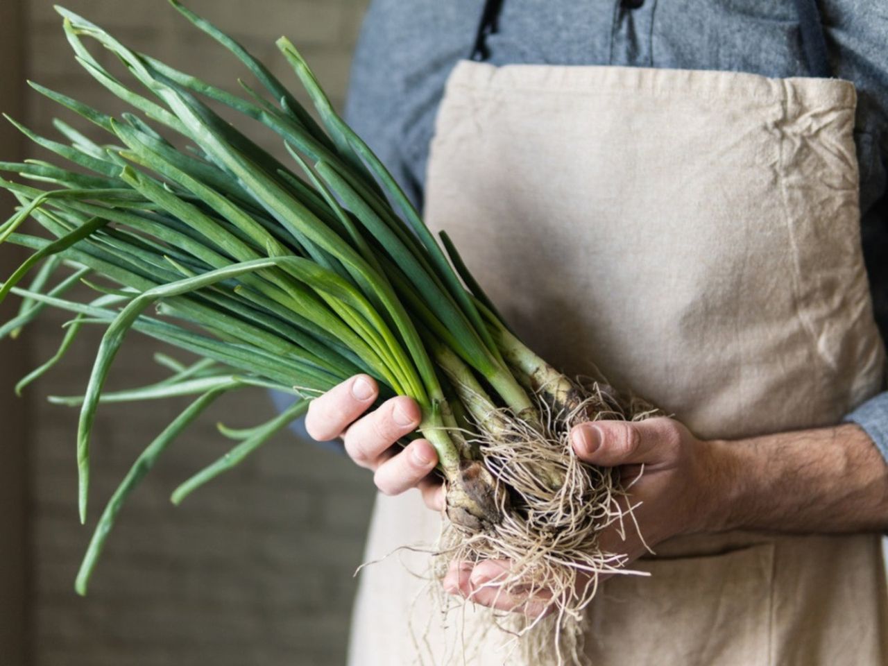 Gardener Holding Uprooted Scallion Plants