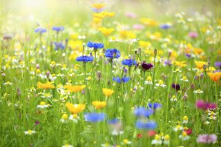Close up of a lawn covered with wild flowers in yellow, blue, white and red
