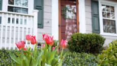 Close up of tulips growing outside a residential home during spring.