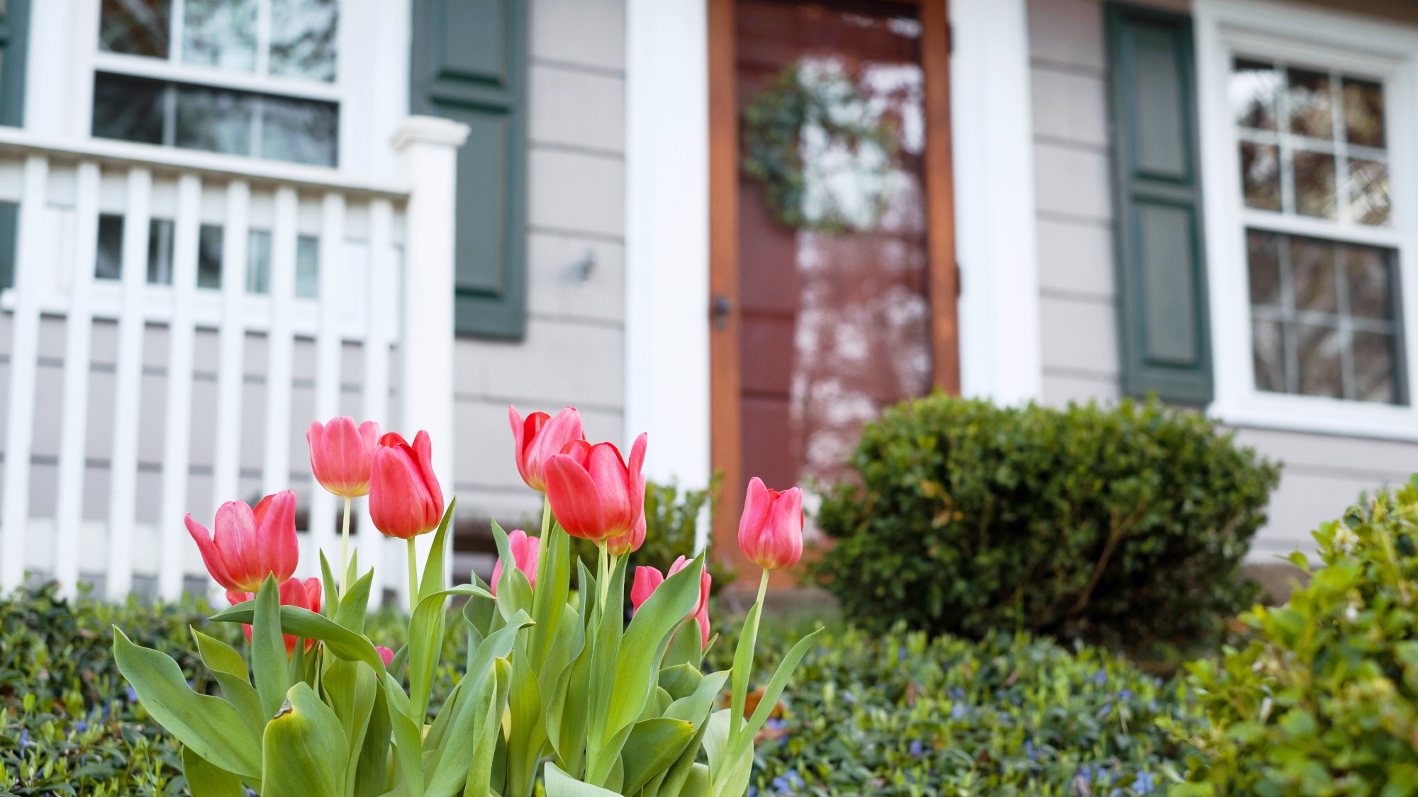 Close up of tulips growing outside a residential home during spring.