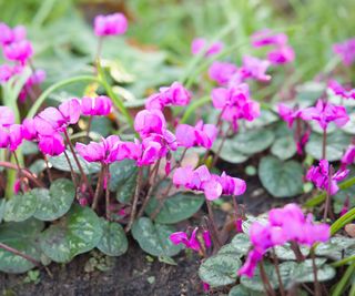types of cyclamen coum growing in shade