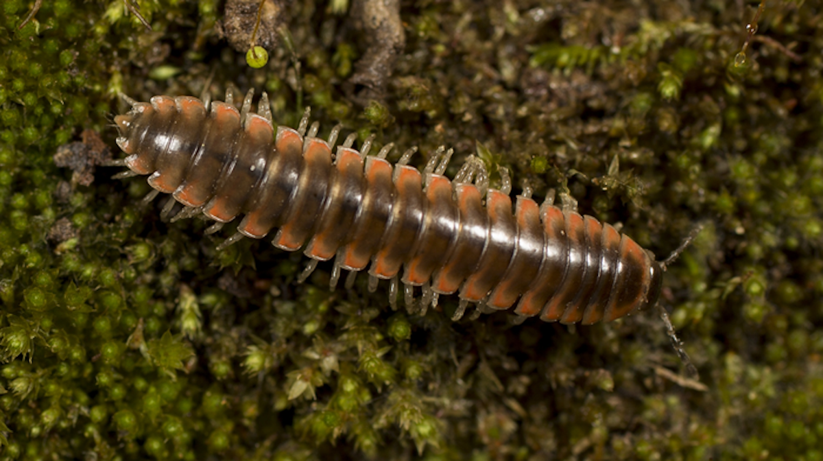 Nannaria swiftae millipede