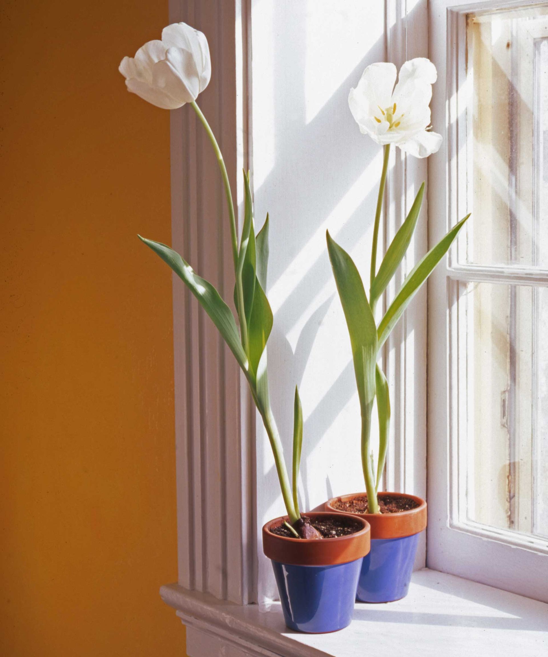 white tulips in pots indoors