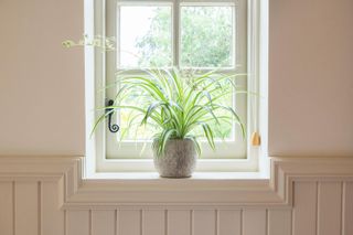 Spider plant houseplant on a windowsill