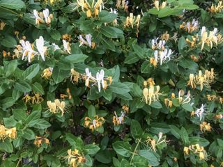 Honeysuckle Flowers blooming beautifully