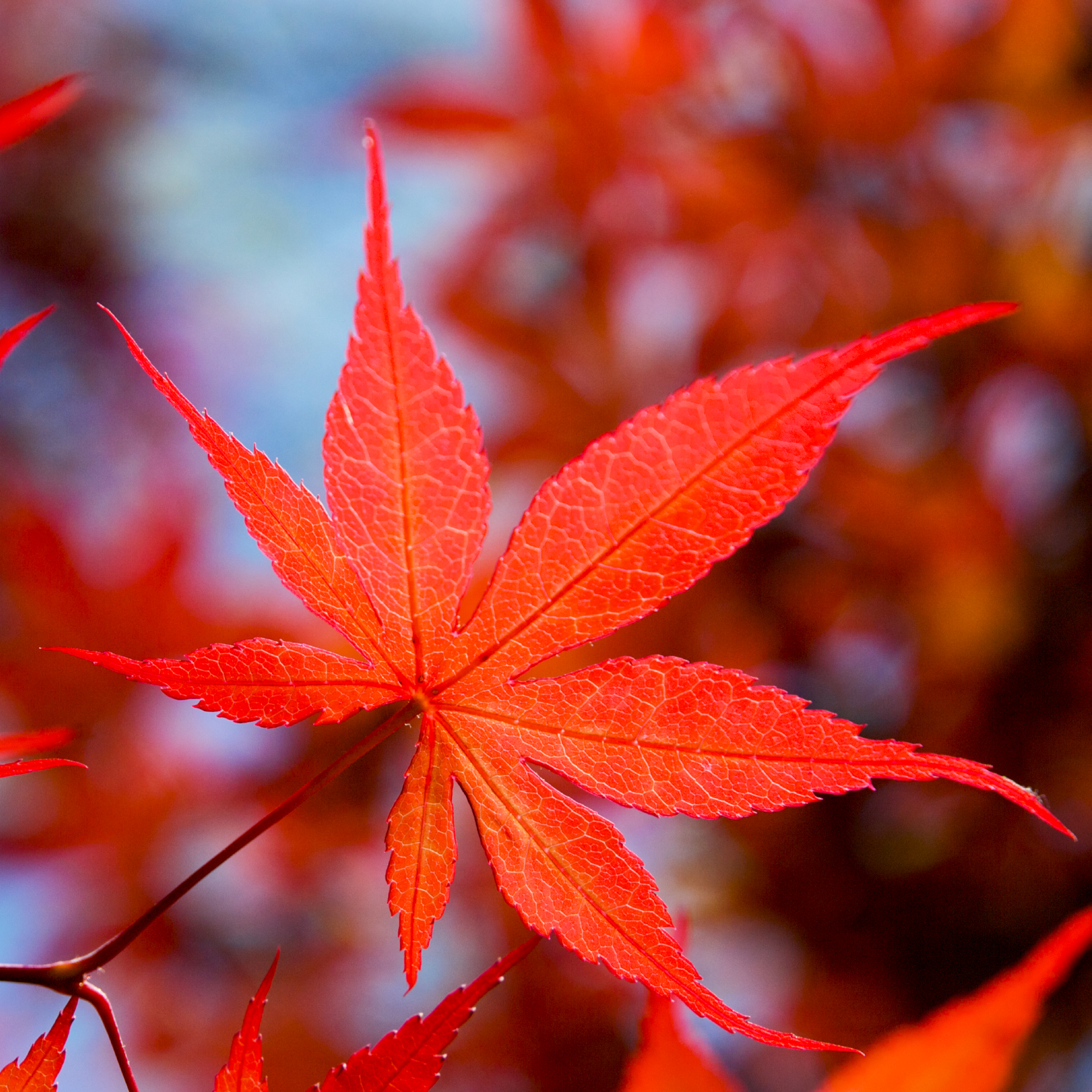 Red fall foliage of a Japanese maple Bloodgood