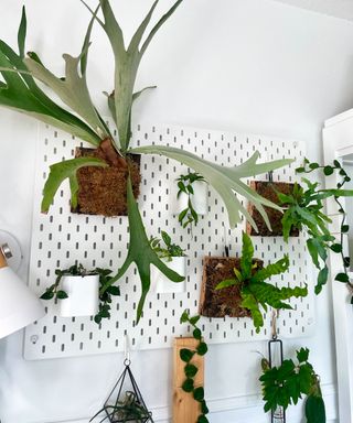 White room filled with green houseplants, ikea white pegboard with plants displayed