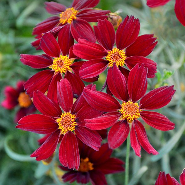 Permathread&amp;trade; Red Satin Coreopsis
