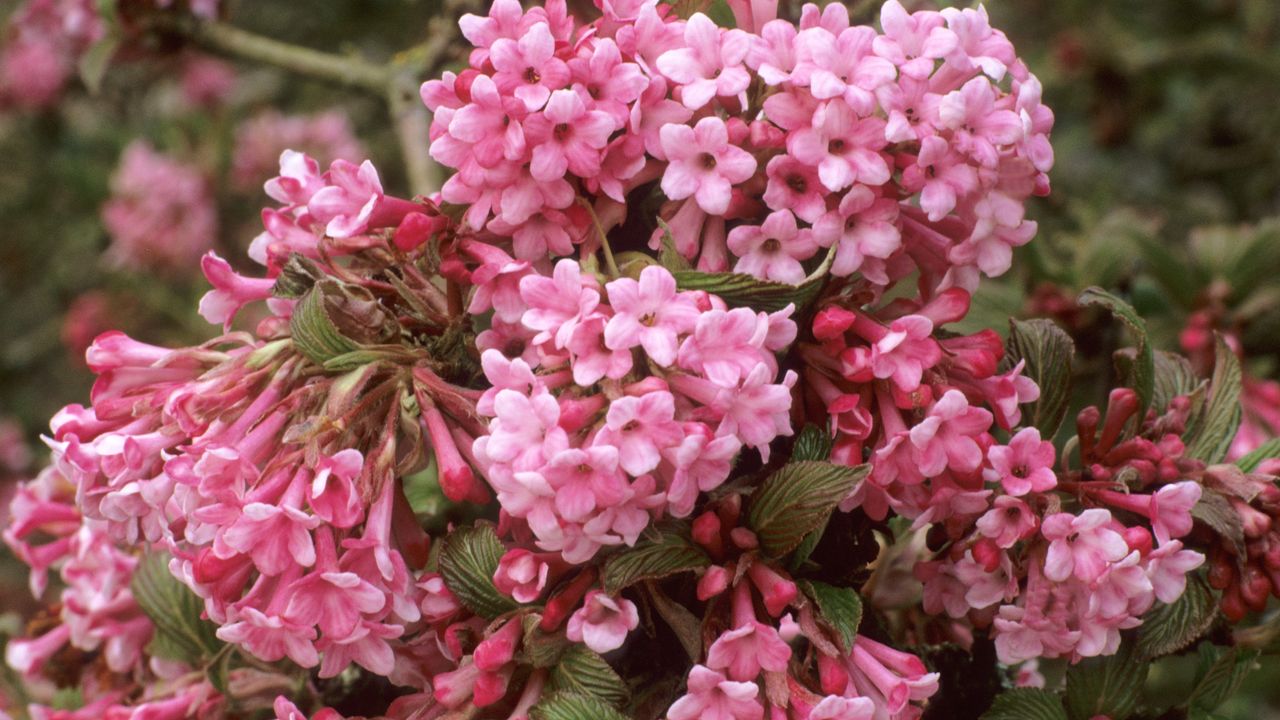 how to grow viburnum