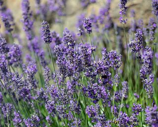 A close up shot of lots of lavender in bloom growing in a garden