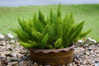 Foxtail fern in pot for landscaping in the garden area