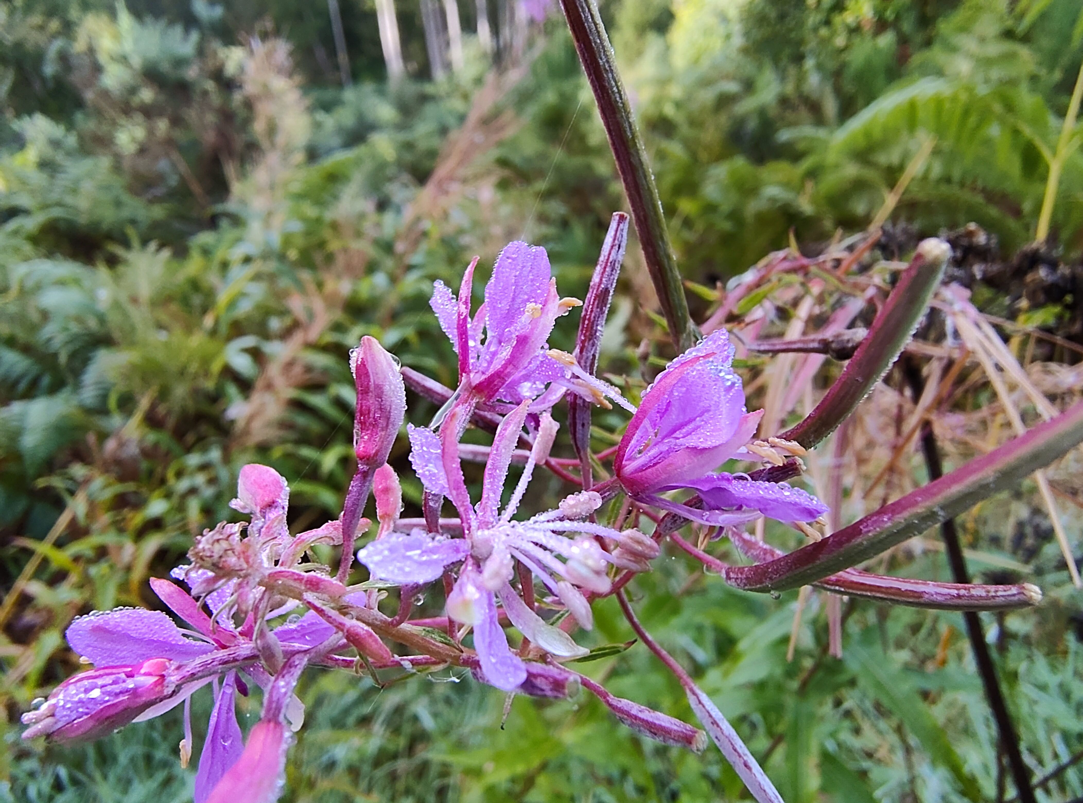 A camera sample taken on the Fairphone 6 showing a purple flower.