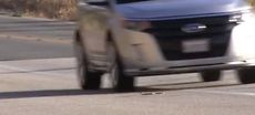 Rubber Animals Roadkill