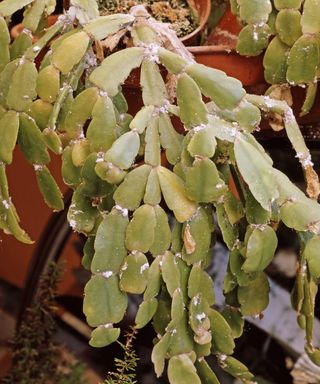 Chtistmas cactus infested with mealybugs