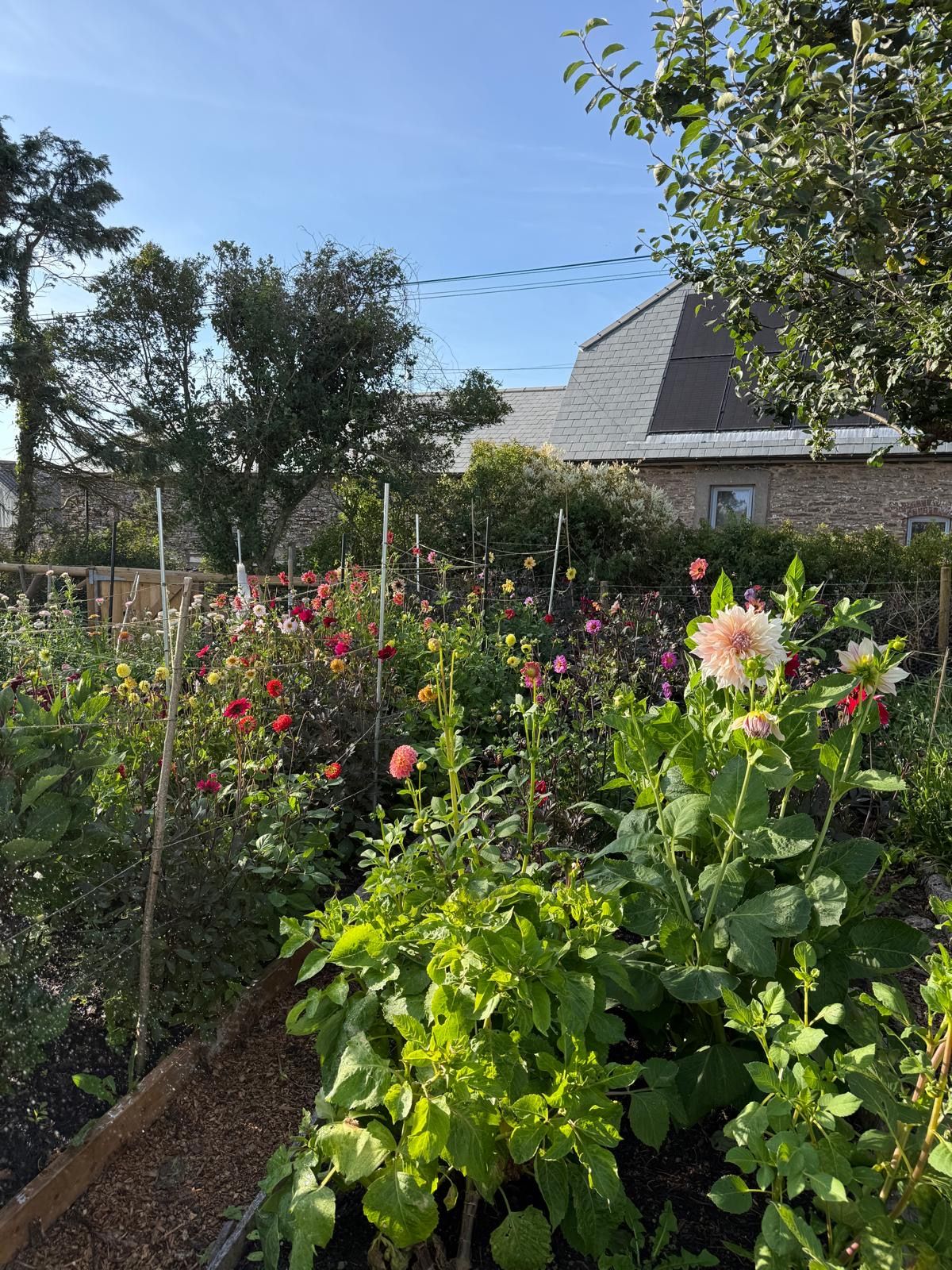 Dahlias growing in flower beds underneath a blue sky