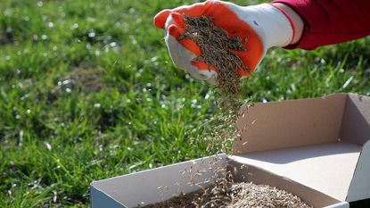 person holding a handful of grass seed next to a lawn