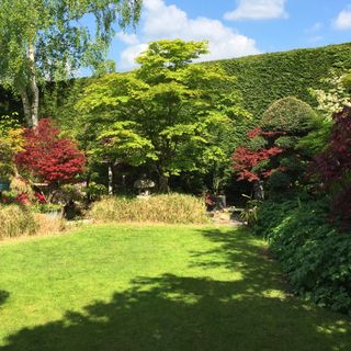A leylandii hedge in a Japanese-style garden