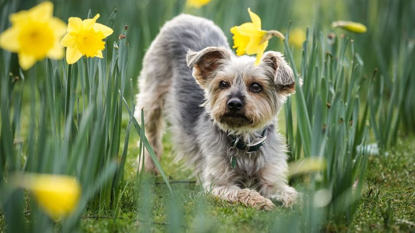 Photo of a cute dog ahead of Crufts 2025