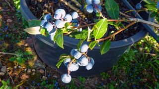 Blueberries grown in a pot