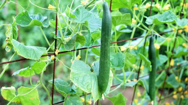 companion plants for cucumbers to help them grow well up a support