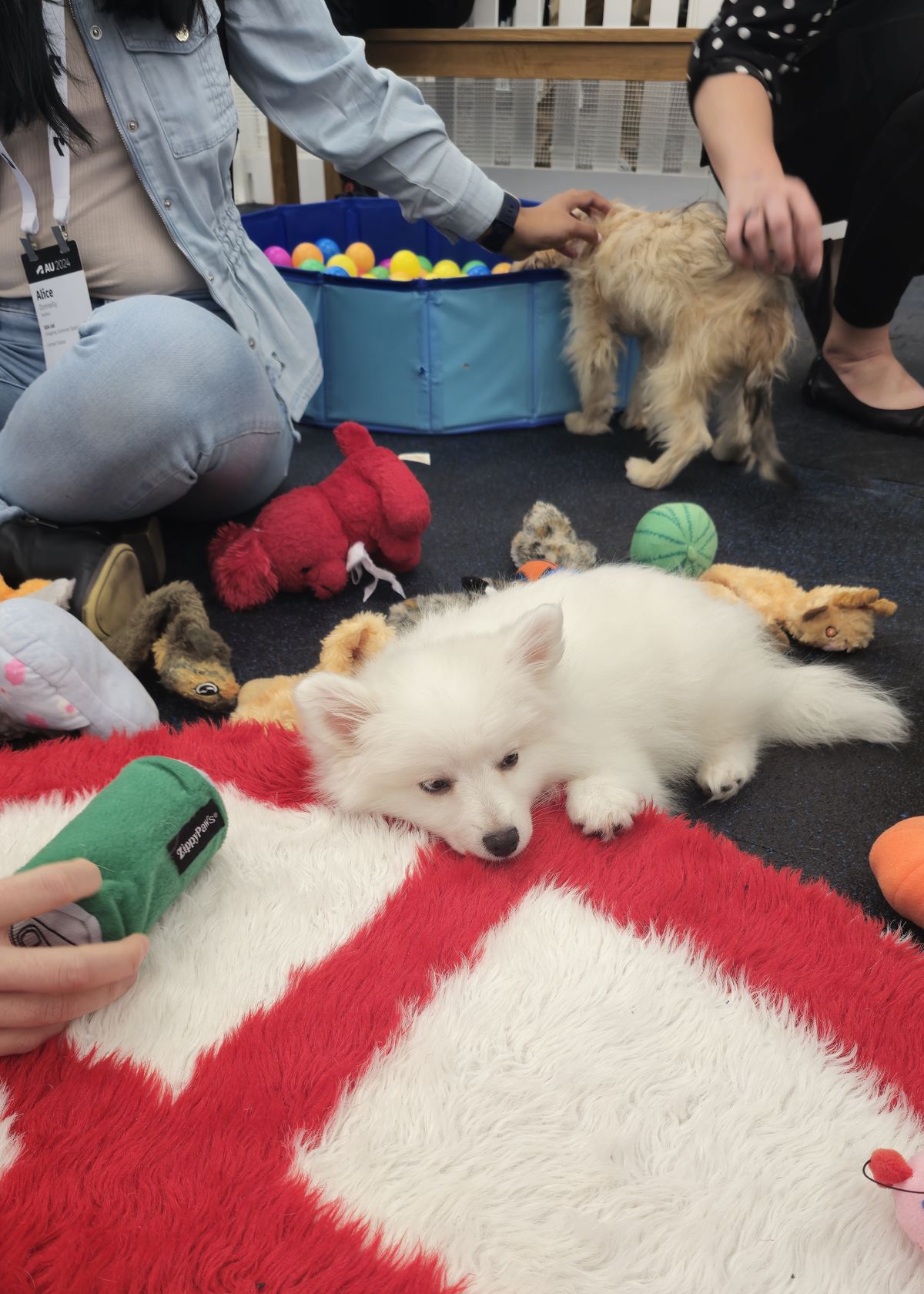 Puppies at AU 2024