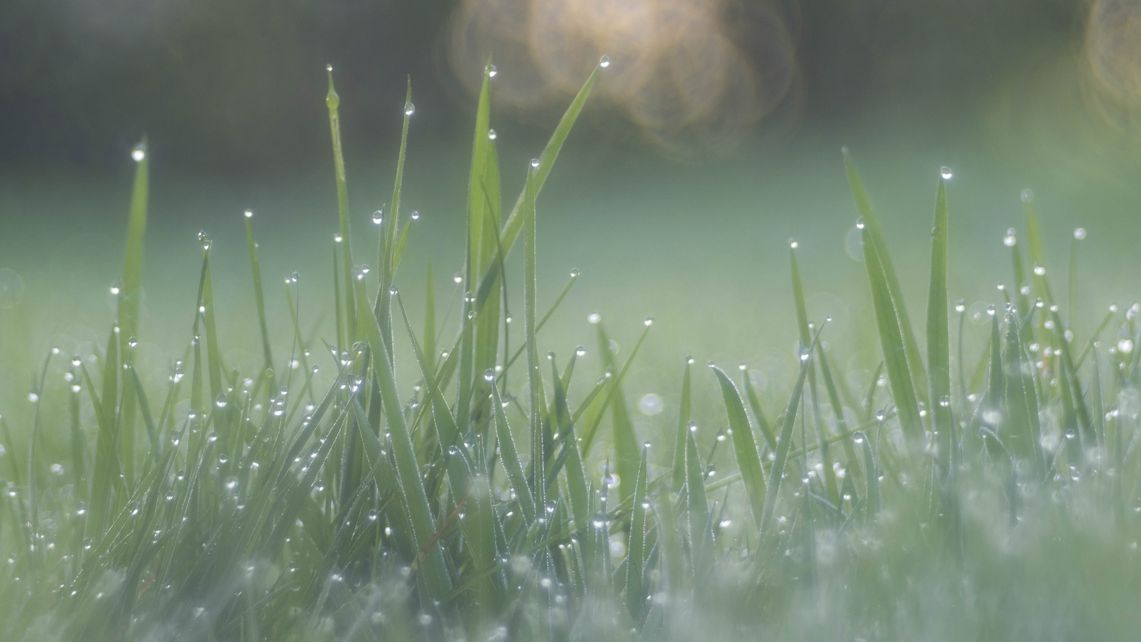Close-up image from gras