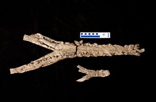 This photograph shows the size difference in the jawbones of two 60-million-year-old crocodile; A. guajiraensis, top, is described in a study published Sept. 15 in Palaeontology.