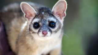 Most unusual pets - Ring-tailed Cat