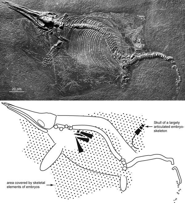 An ichthyosaur female with embryos scattered outside her body. 