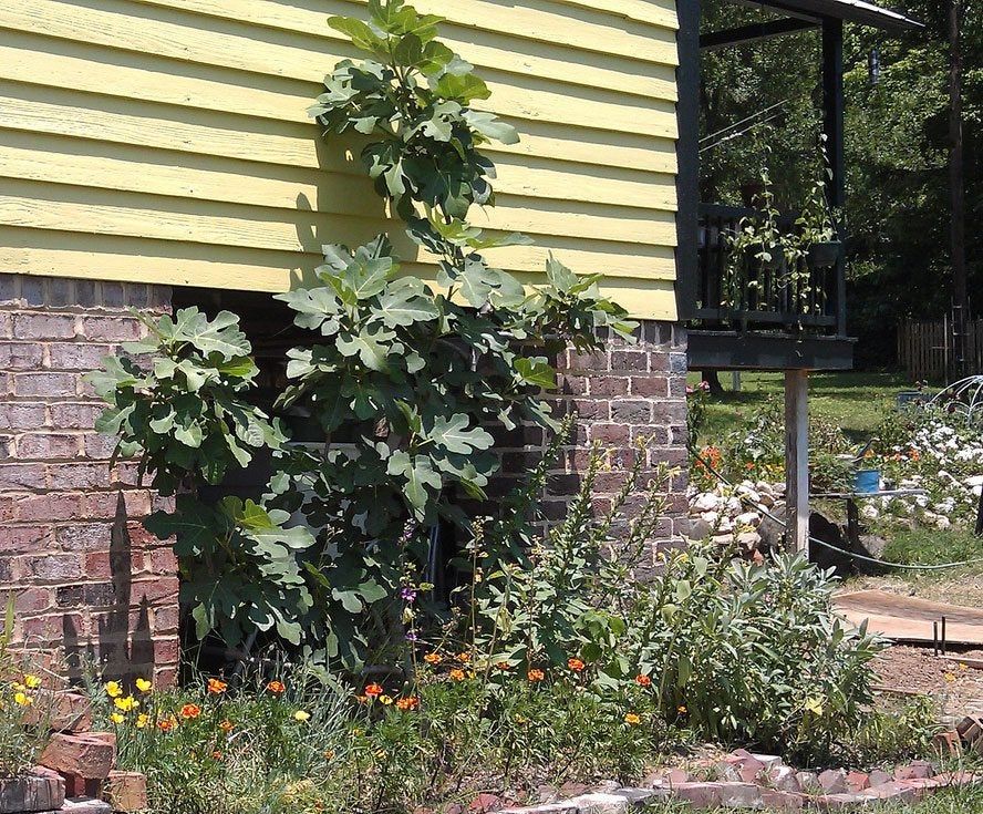 Large Fig Tree Growing Against House