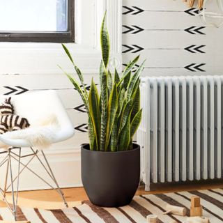 A large snake plant next to a white plastic chair and white radiator