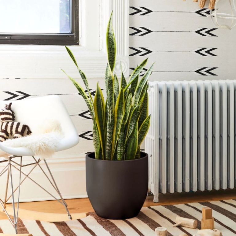 Best Indoor Plants For Direct Sunlight: 7 Top Choices | Homes & Gardens