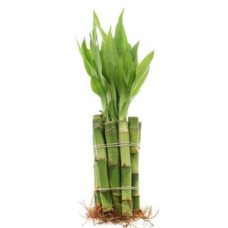 A bamboo plant