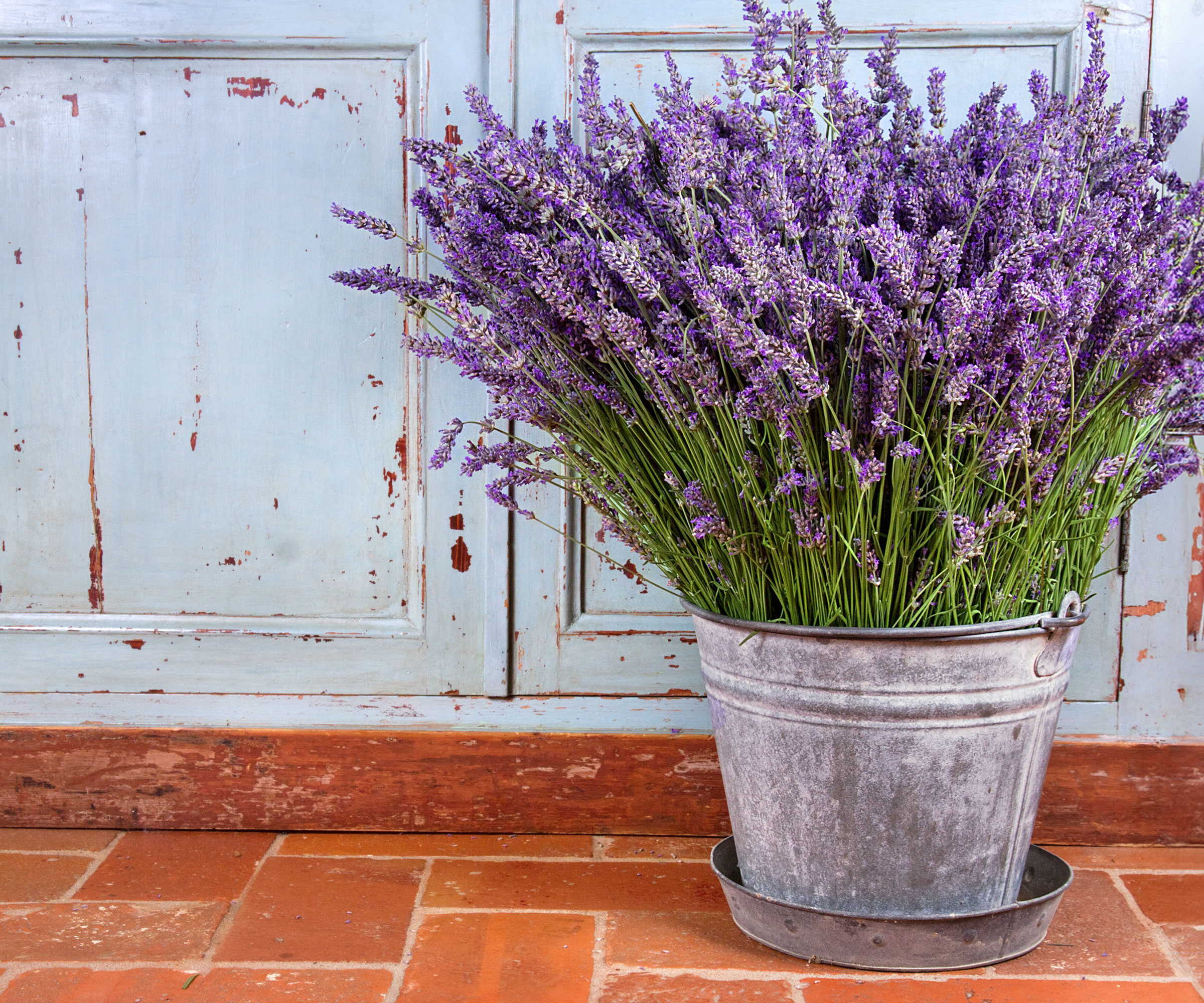rustic silver bucket of harvested lavender placed on tile floor against faded wooden cupboard
