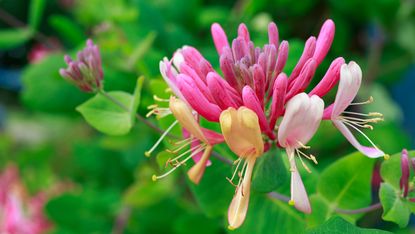 scented honeysuckle