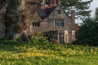 Narcissus 'Hawera'