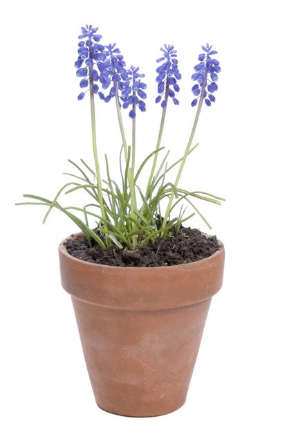 Grape Hyacinth Planted In A Container