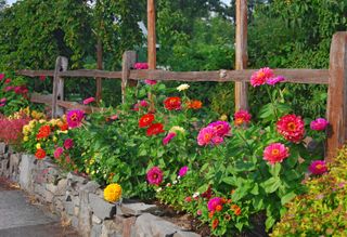 zinnias growing in a garden