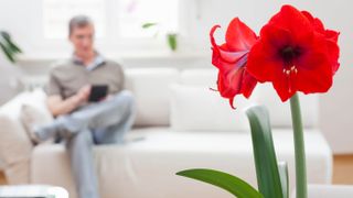 A red amaryllis with a man sitting on a sofa in the background