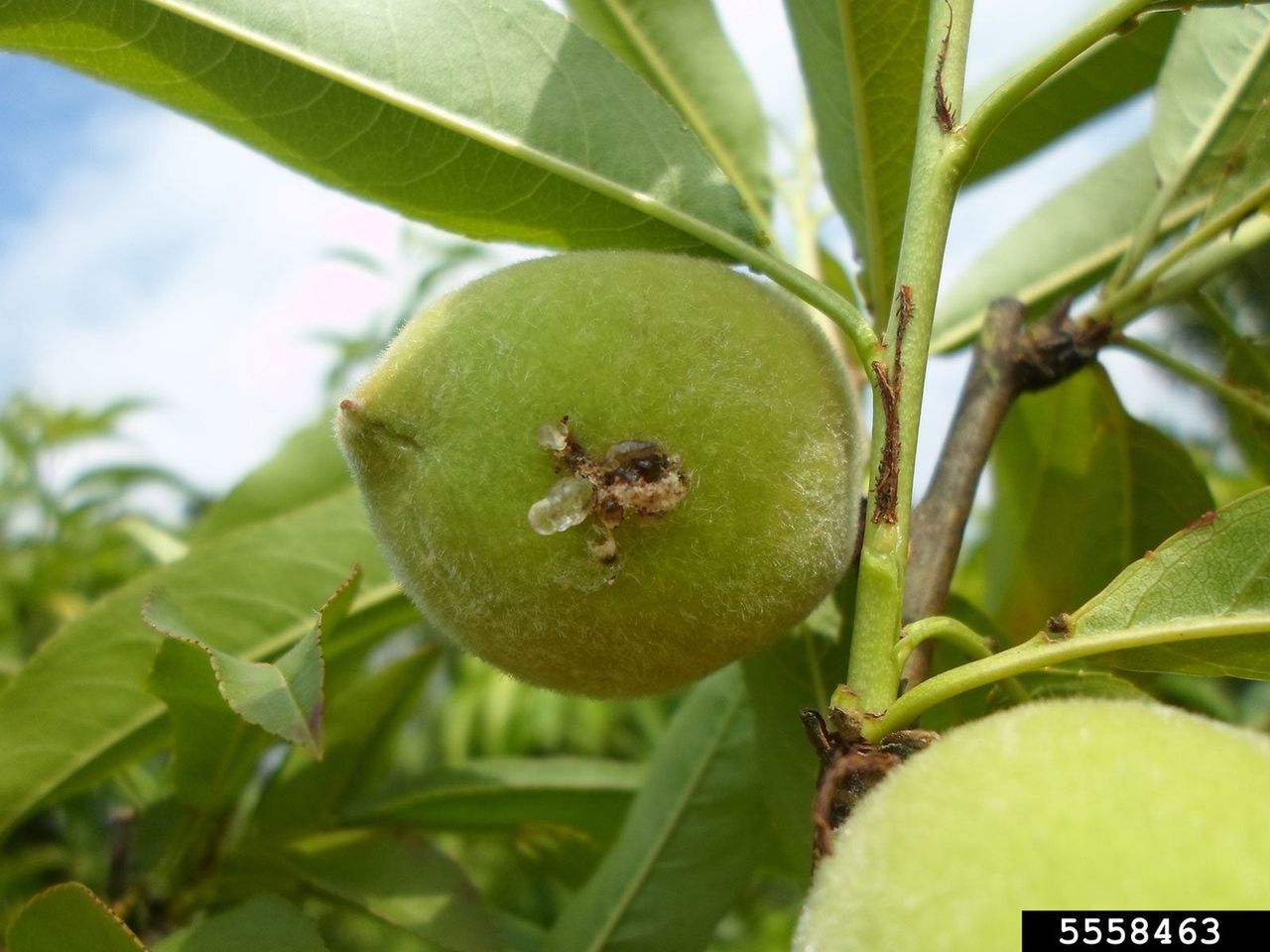 Fruit Moth On A Peach