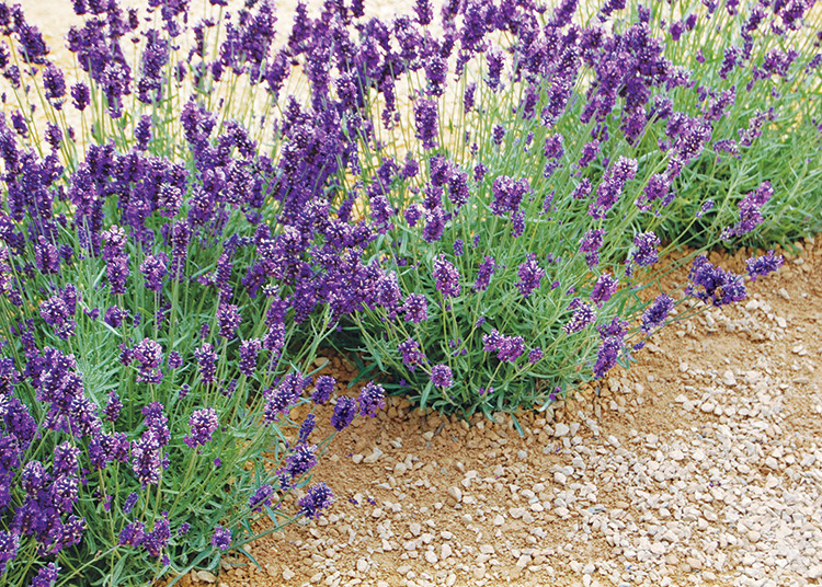 lavender in a gravel garden