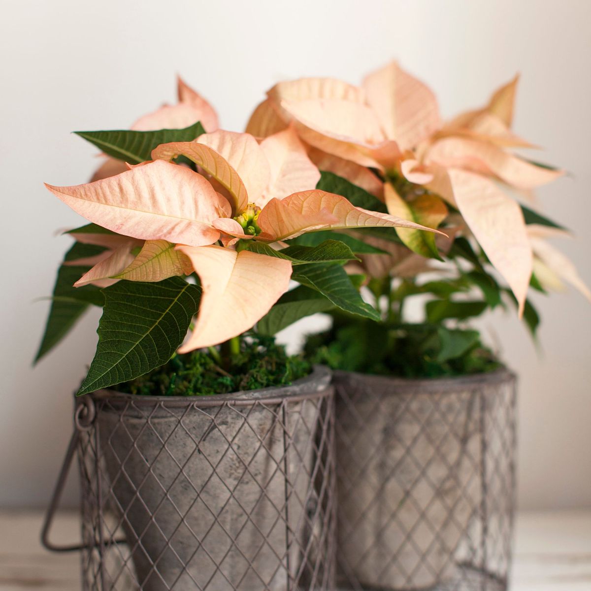 Que faire avec une plante de poinsettia après Noël 