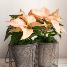 Potted pale pink poinsettia houseplants