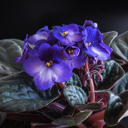 An African violet with purple flowers
