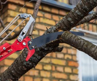 Tree pruning with an extendable pruning saw