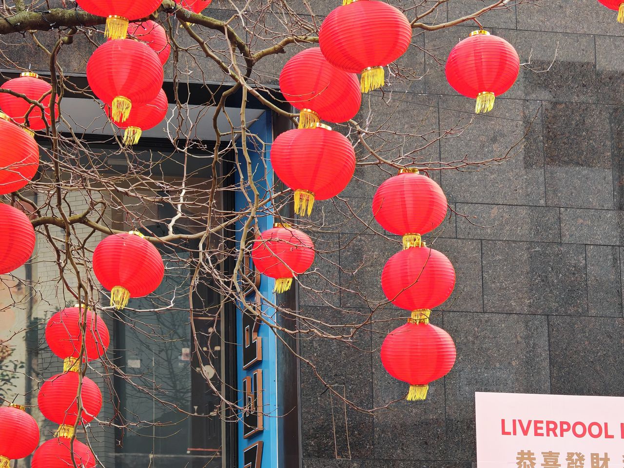 Honor Magic6 Pro Camera Samples (Tree with Chinese lanterns at 5x zoom, daytime, Liverpool, United Kingdom )
