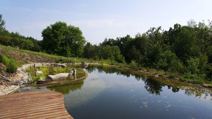 Natural swimming pool with green planting and a deck