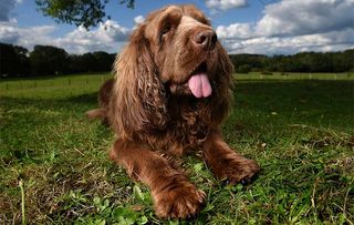 Sussex Spaniel