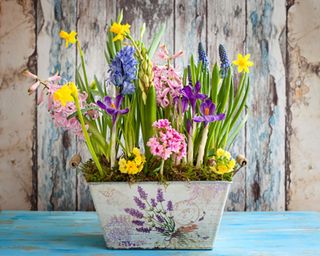 spring container ideas trough planted up with colourful spring bulbs